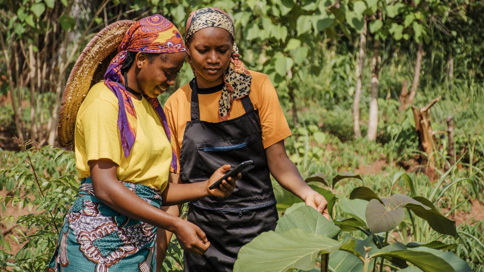Formation et Renforcement